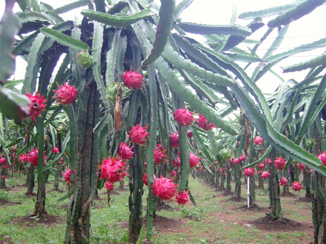 火龍果,能者橡膠,<a title='鼠標墊廠家' target='_blank' href='http://www.nmbc.com.cn/' class='seolabel'>鼠標墊廠家</a>