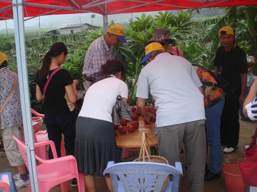 火龍果,能者橡膠,<a title='鼠標墊廠家' target='_blank' href='http://www.nmbc.com.cn/' class='seolabel'>鼠標墊廠家</a>