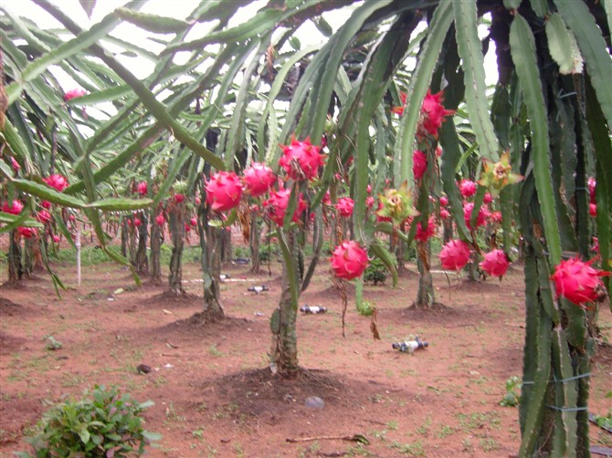 火龍果,能者橡膠,<a title='鼠標墊廠家' target='_blank' href='http://www.nmbc.com.cn/' class='seolabel'>鼠標墊廠家</a>