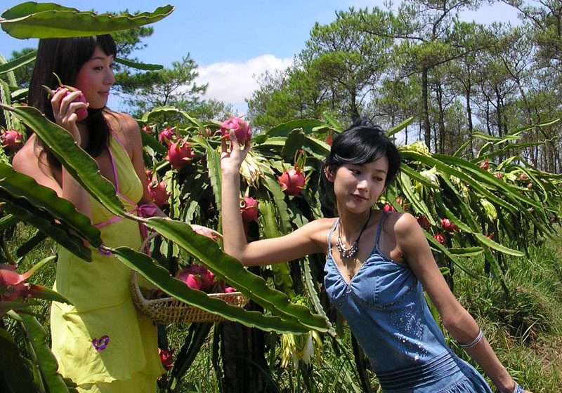 火龍果,能者橡膠,<a title='鼠標墊廠家' target='_blank' href='http://www.nmbc.com.cn/' class='seolabel'>鼠標墊廠家</a>