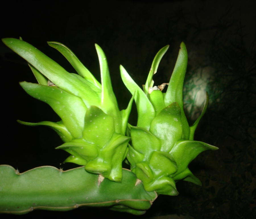 火龍果,能者橡膠,<a title='鼠標墊廠家' target='_blank' href='http://www.nmbc.com.cn/' class='seolabel'>鼠標墊廠家</a>