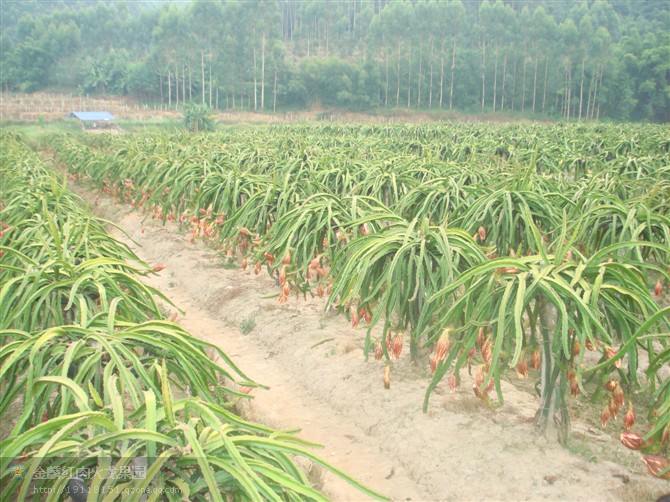 火龍果,能者橡膠,<a title='鼠標墊廠家' target='_blank' href='http://www.nmbc.com.cn/' class='seolabel'>鼠標墊廠家</a>